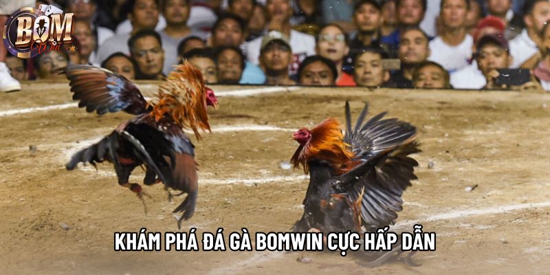 Khám phá đá gà Bomwin cực hấp dẫn Khám phá đá gà Bomwin cực hấp dẫn